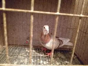 Mili Pied Racer Male for Sale