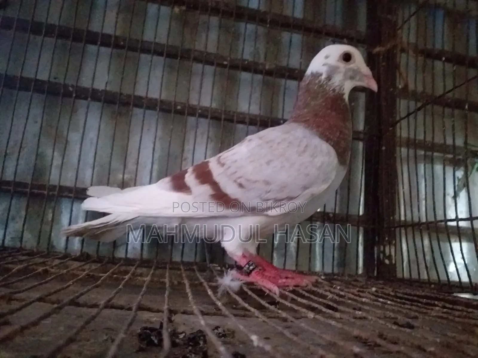 মিলি পাইড রেসার নর বিক্রি করা হবে