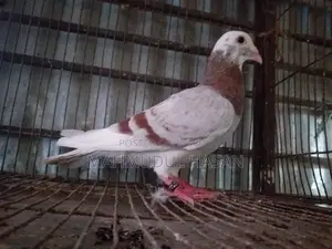 মিলি পাইড রেসার নর বিক্রি করা হবে