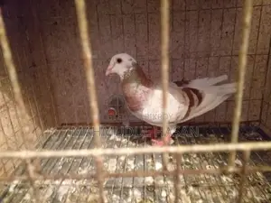 মিলি পাইড রেসার নর বিক্রি করা হবে