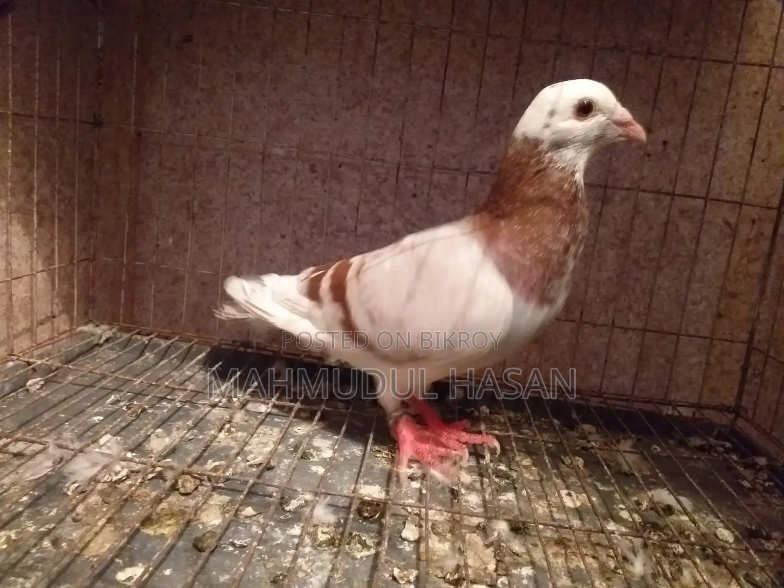 মিলি পাইড রেসার নর বিক্রি করা হবে