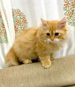 Persian Cat for Sale
