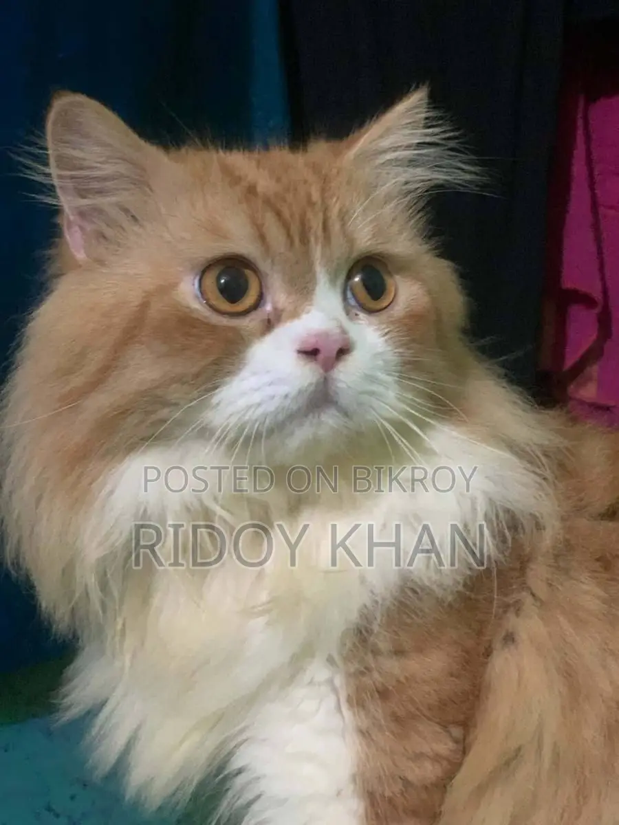 Persian Cat for Sale