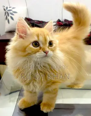 Persian Cat for Sale