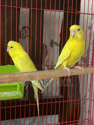 Budgerigar Birds