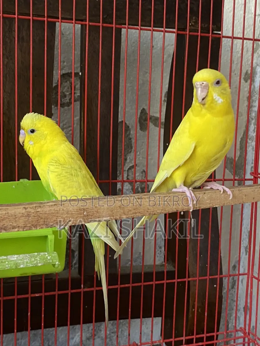 Budgerigar Birds