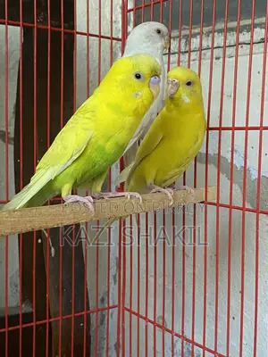 Budgerigar Birds