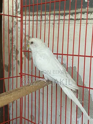 Budgerigar Birds