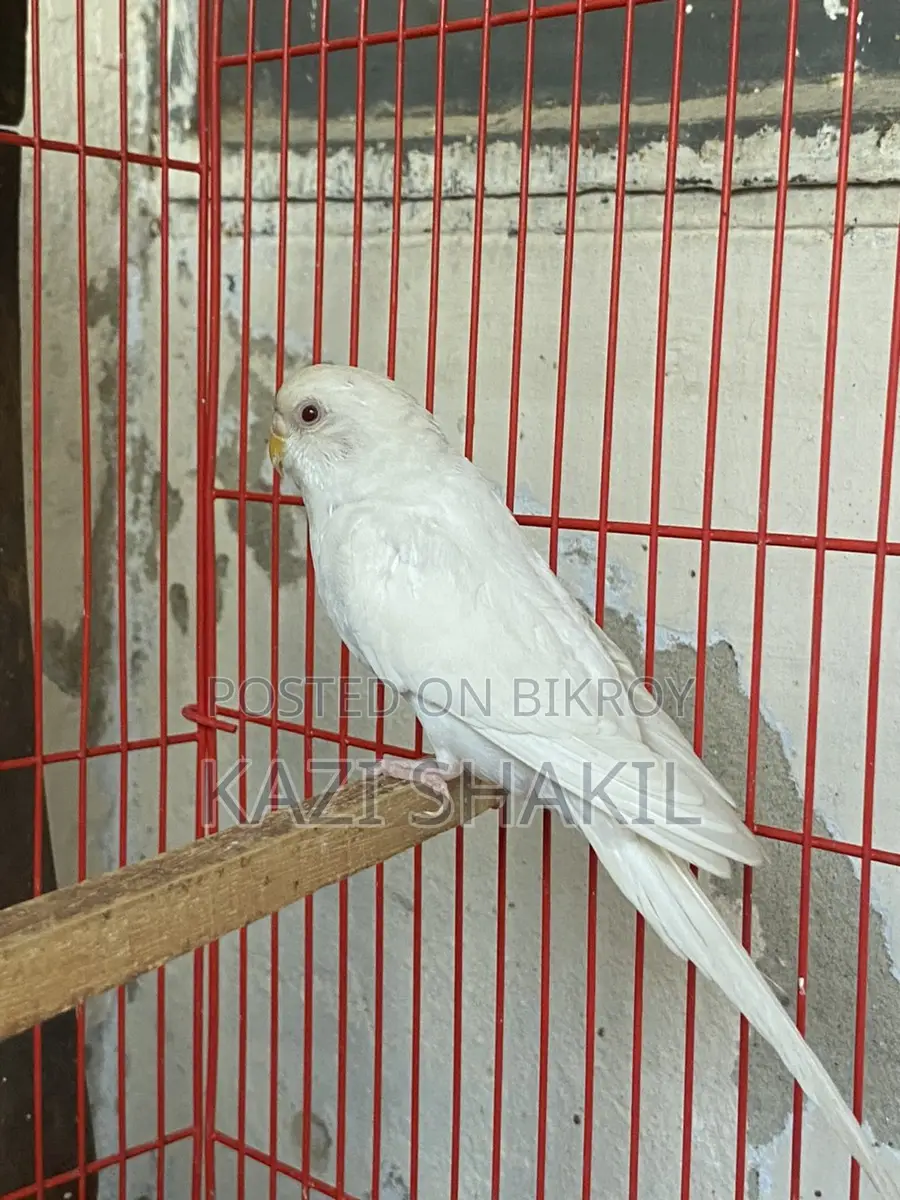Budgerigar Birds