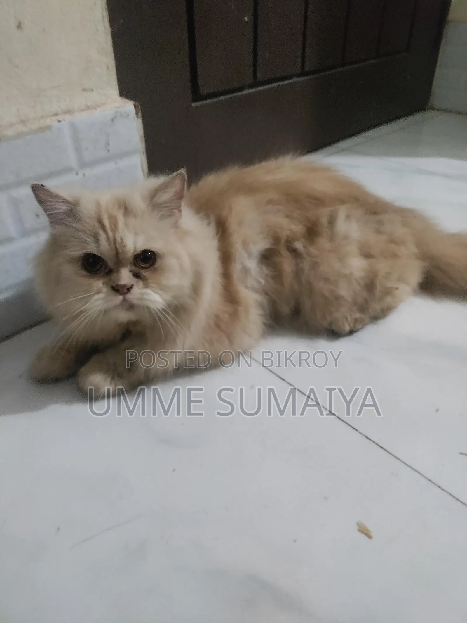 Persian Cat