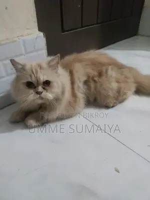 Persian Cat