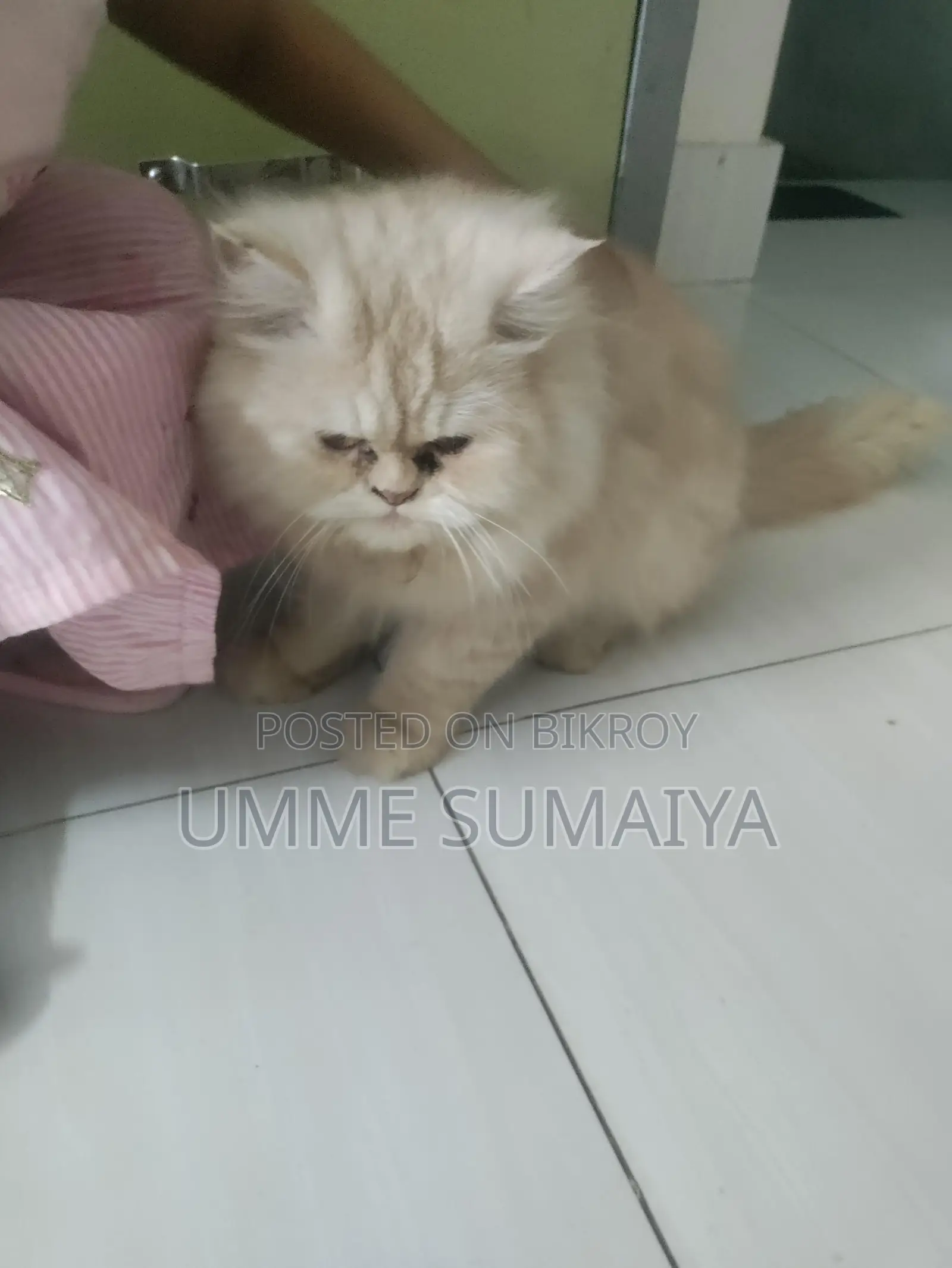 Persian Cat