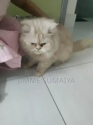 Persian Cat