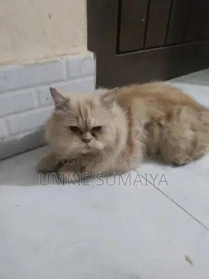 Persian Cat