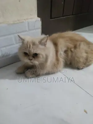 Persian Cat