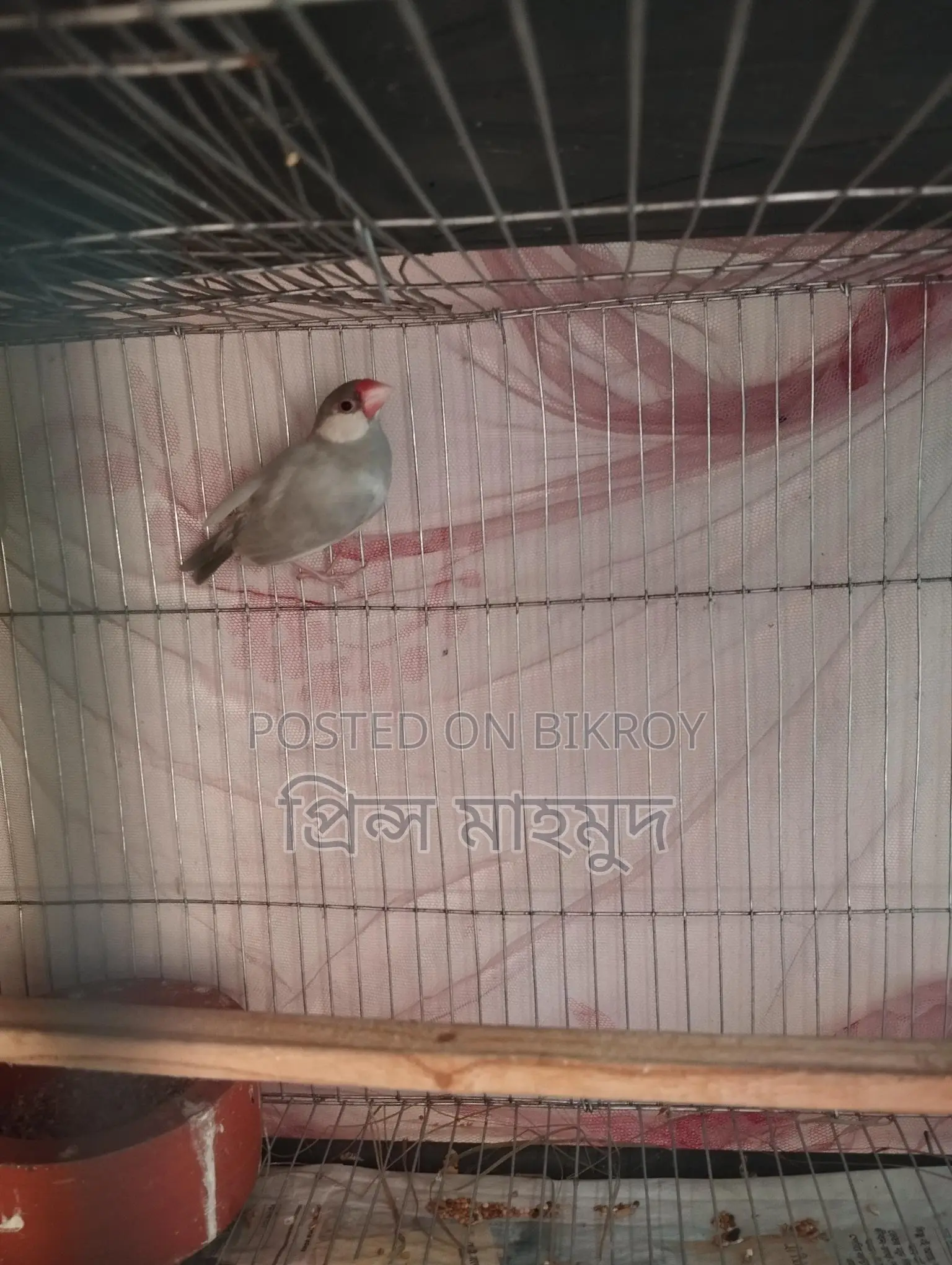 ২টি এডাল্ট পেয়ার ও ১টি মেল জাভা