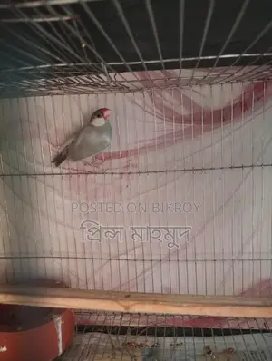 ২টি এডাল্ট পেয়ার ও ১টি মেল জাভা