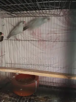২টি এডাল্ট পেয়ার ও ১টি মেল জাভা