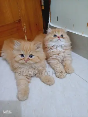 Traditional Persian Male Kitten for Quick Sale