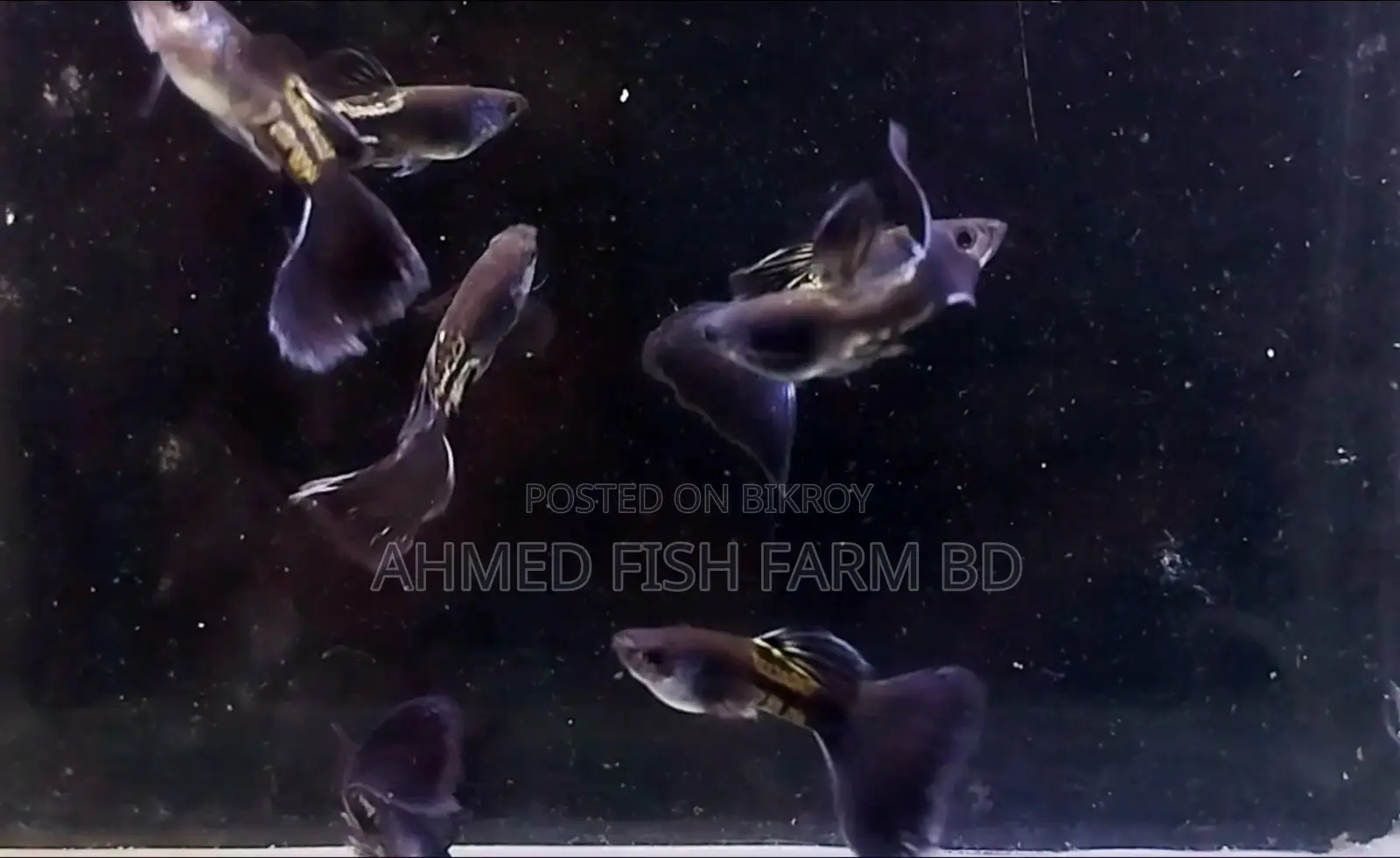 BLUE METAL GUPPY TOP QUALITY