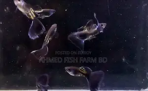 BLUE METAL GUPPY TOP QUALITY