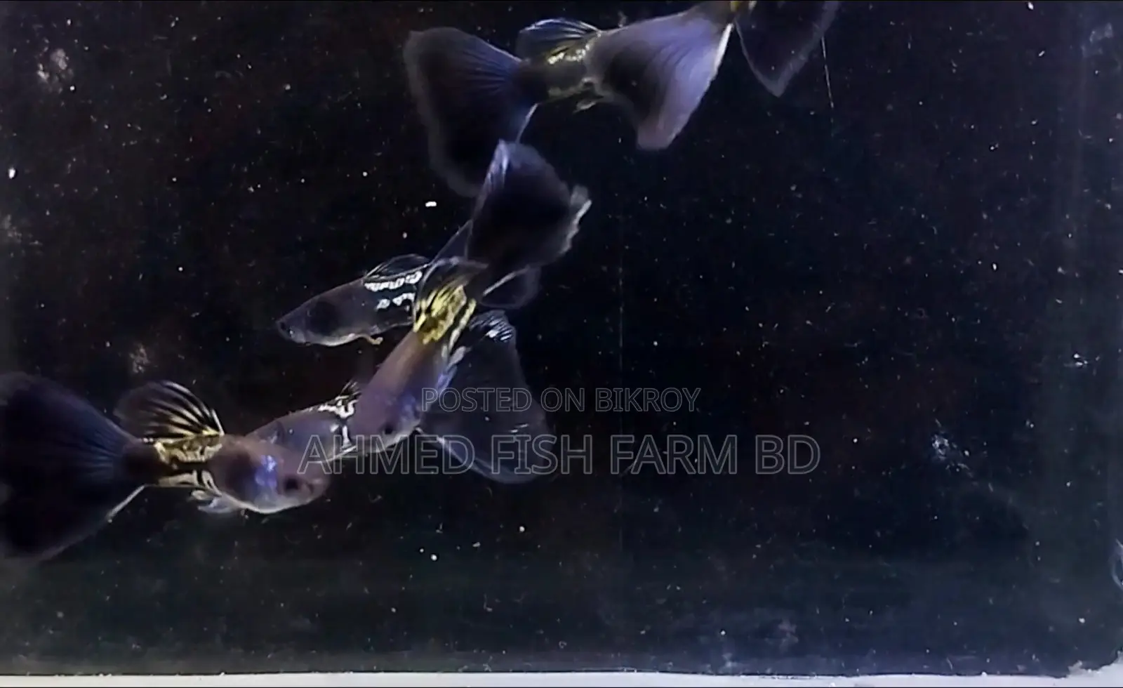 BLUE METAL GUPPY TOP QUALITY