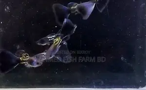 BLUE METAL GUPPY TOP QUALITY