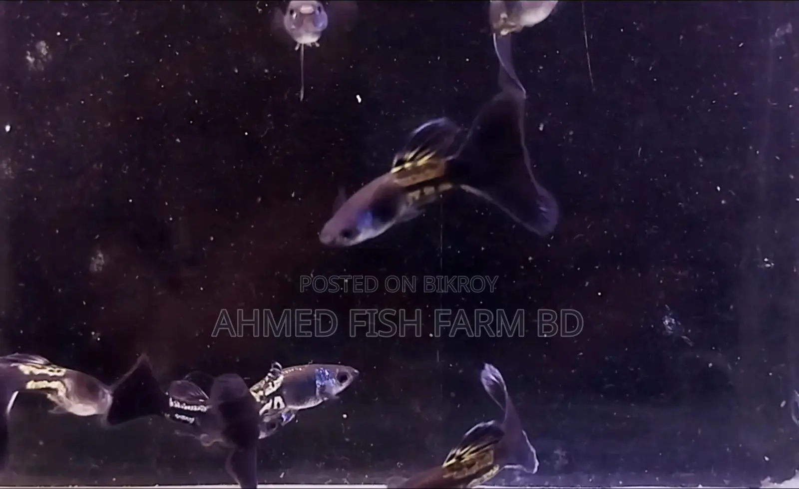 BLUE METAL GUPPY TOP QUALITY
