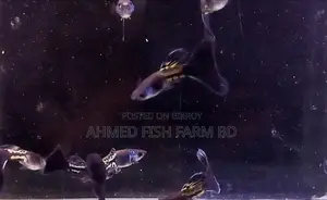 BLUE METAL GUPPY TOP QUALITY