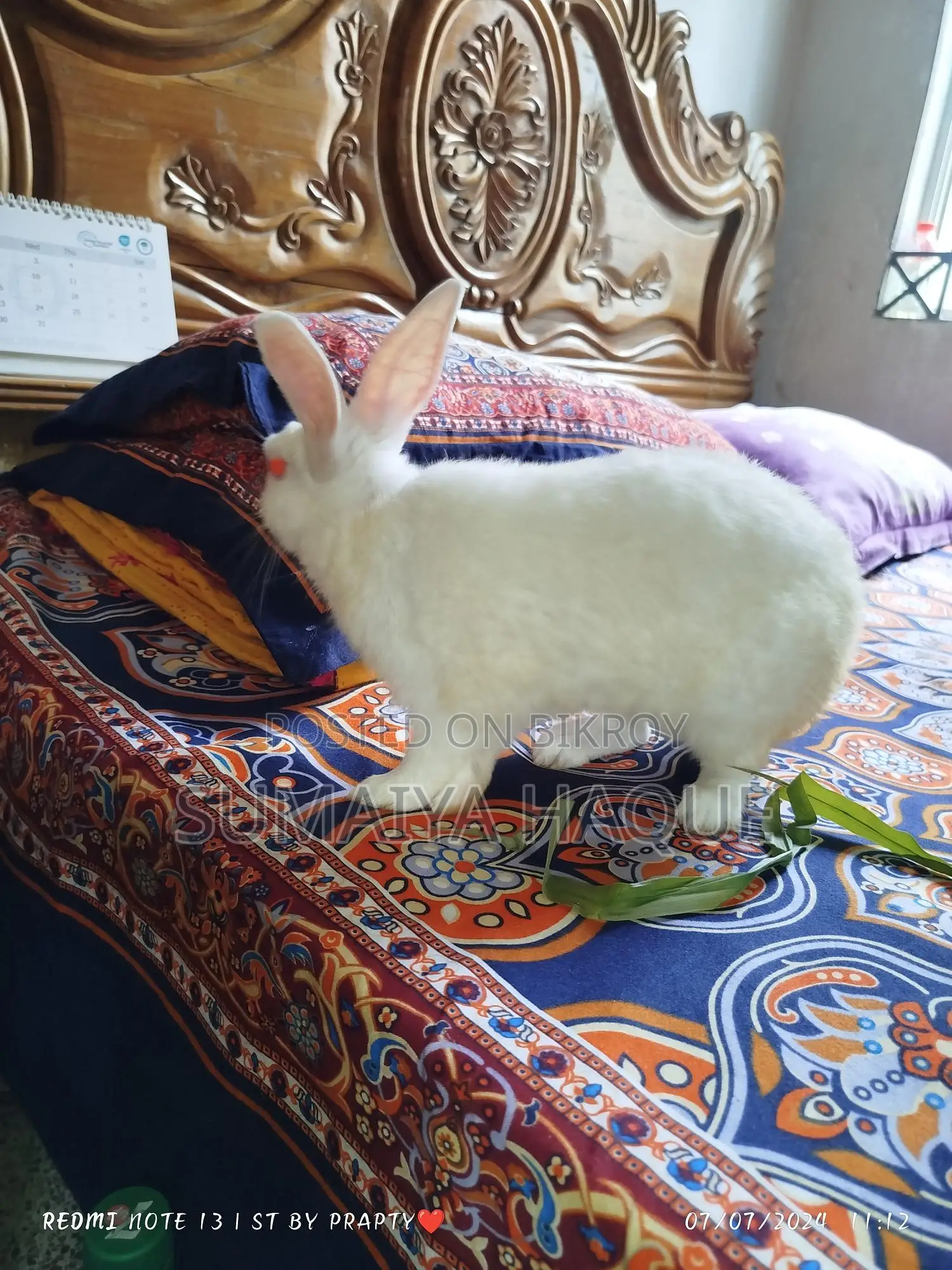 Male Rabbit