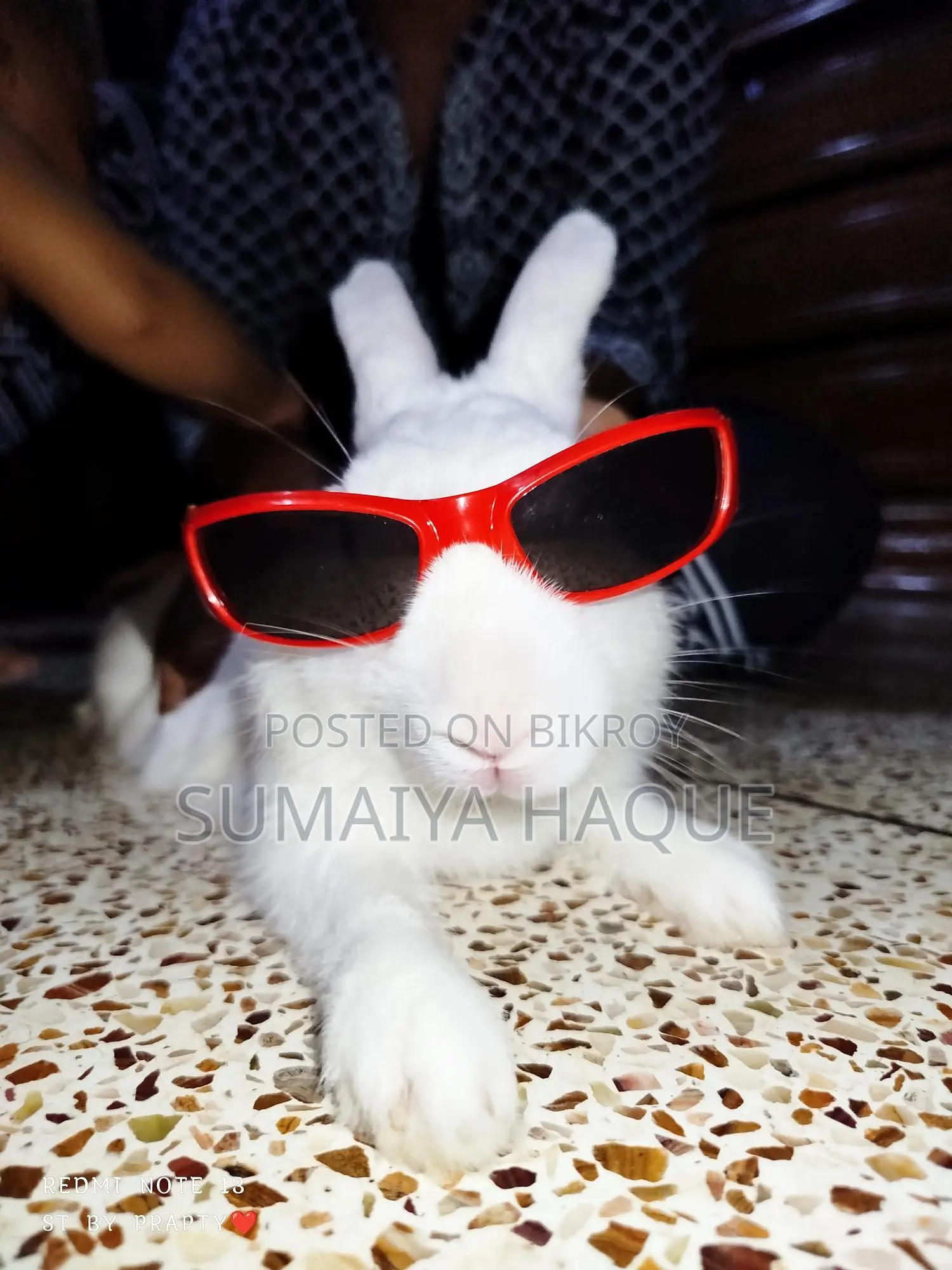 Male Rabbit