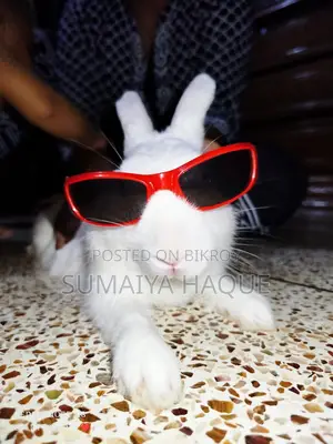 Male Rabbit