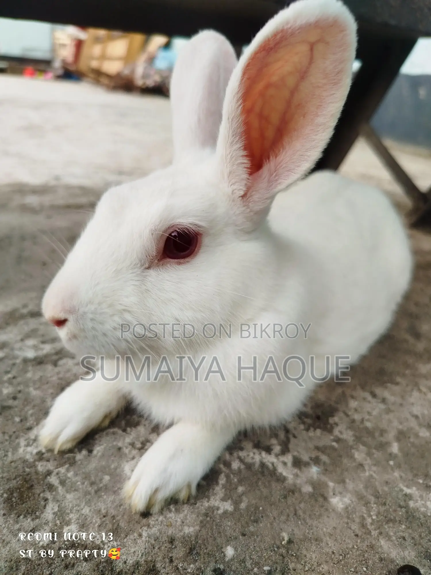 Male Rabbit
