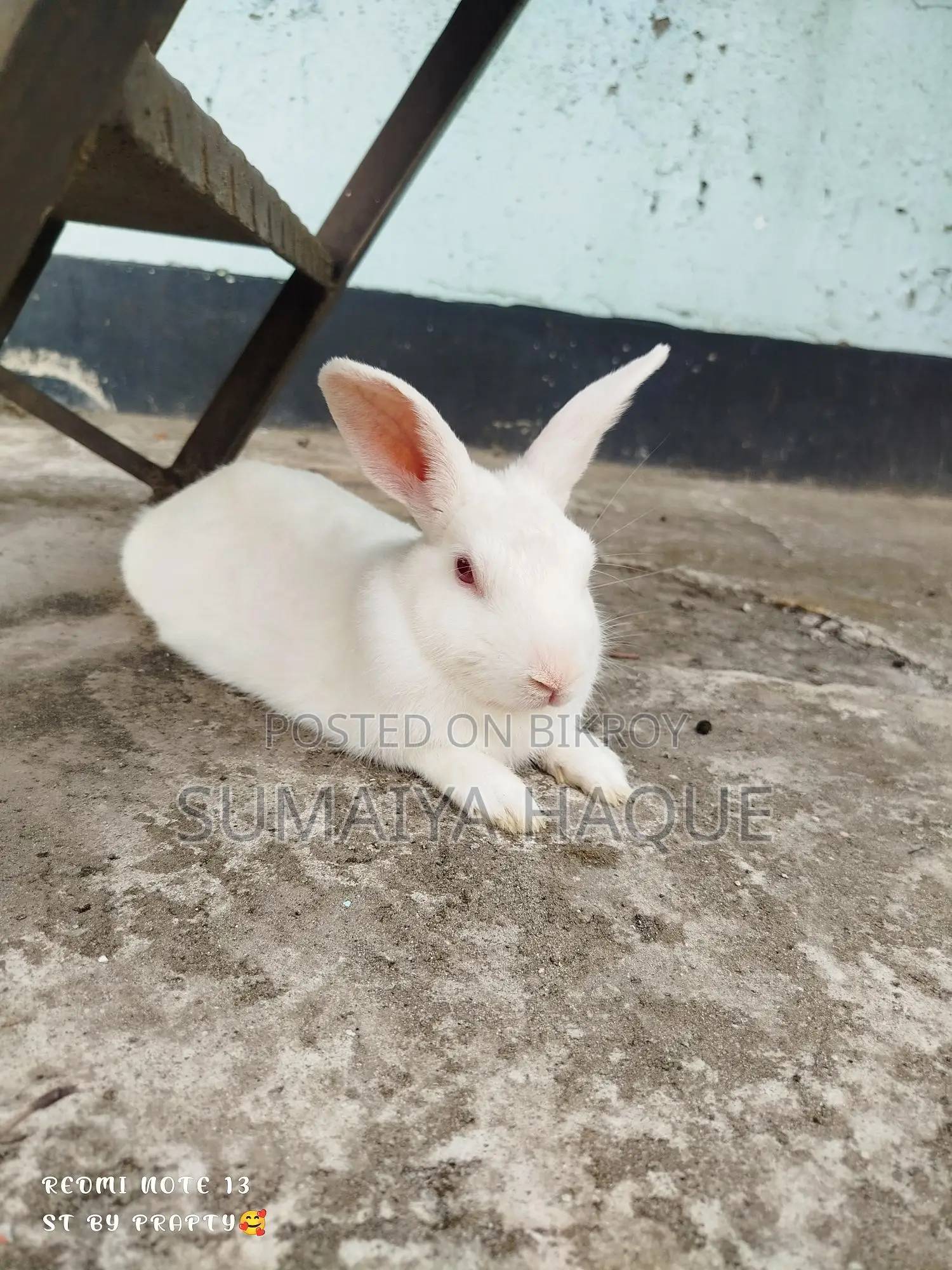 Male Rabbit
