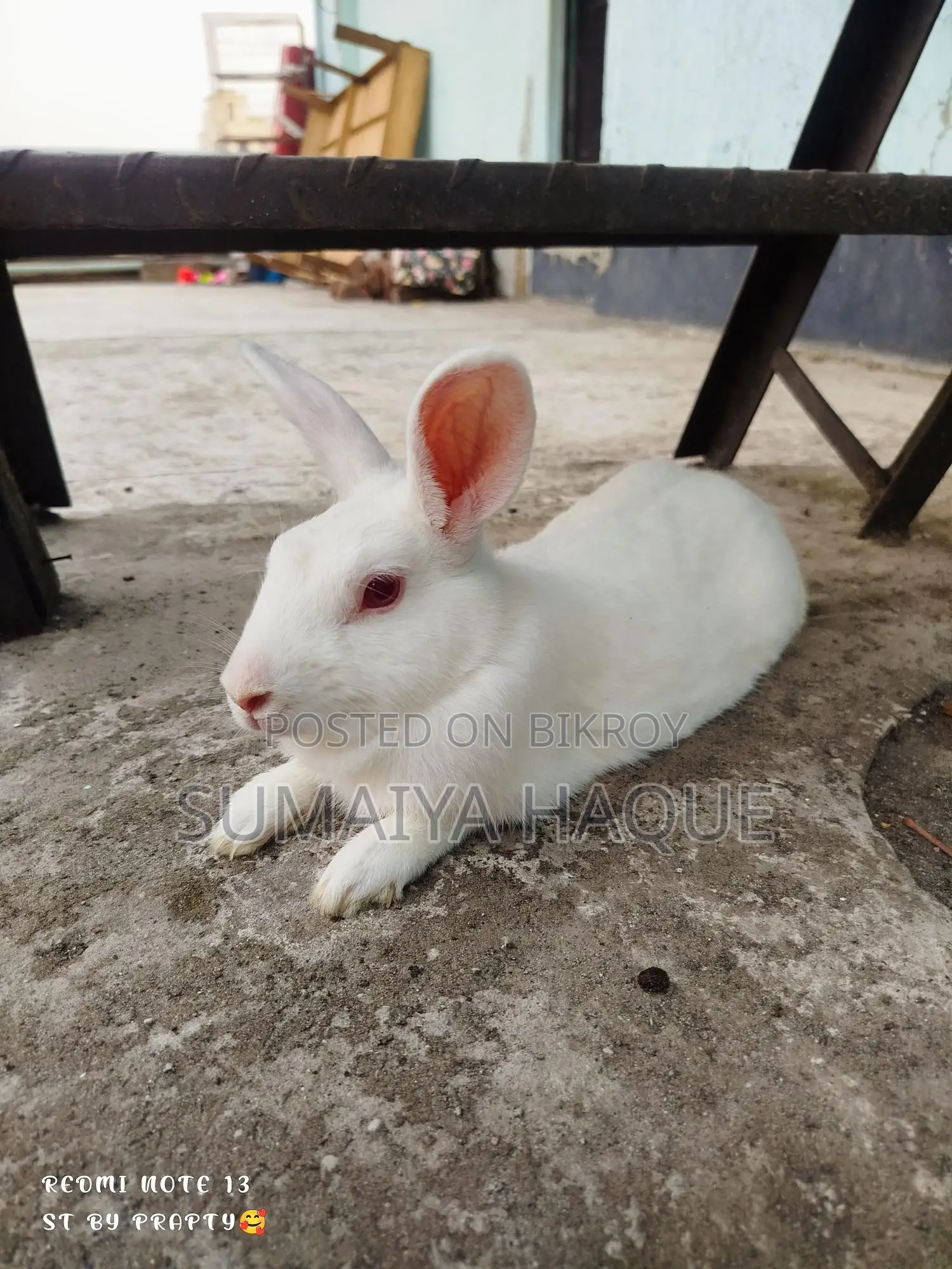 Male Rabbit