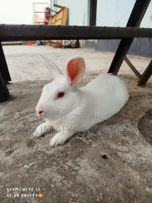 Male Rabbit
