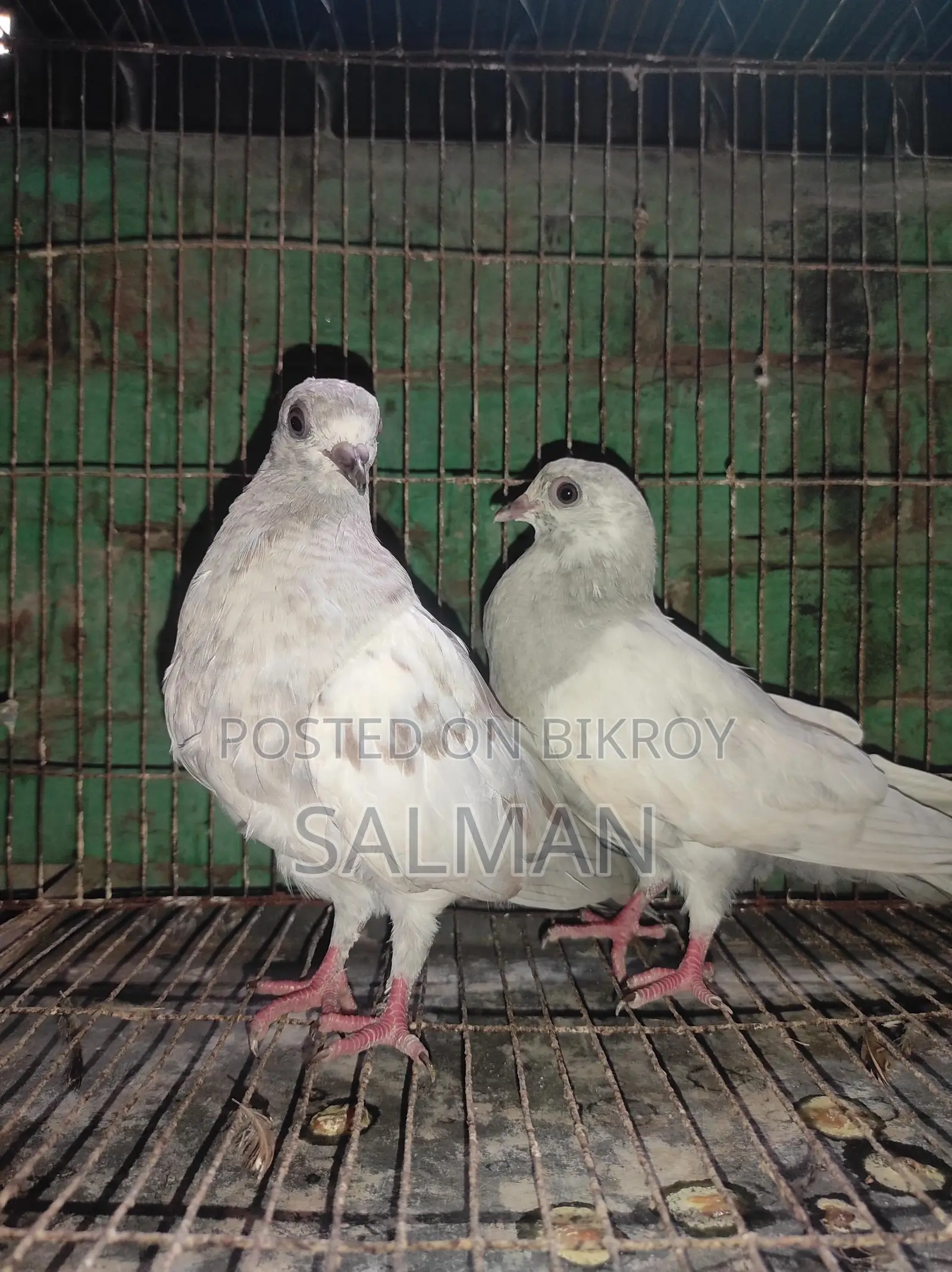 Two pigeon chicks, Khaki Madi