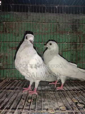 কবুতর দুইটা বাচ্চা খাকি মাদি
