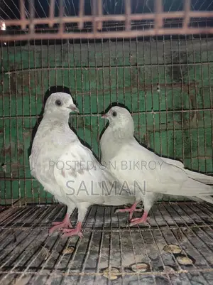 Two pigeon chicks, Khaki Madi