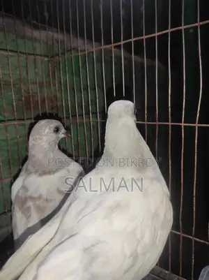 Two pigeon chicks, Khaki Madi