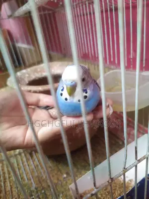 Blue Male Budgie
