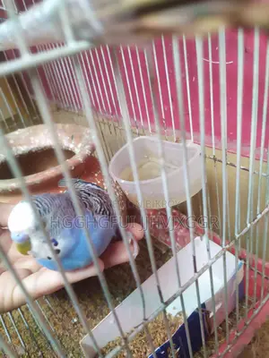 Blue Male Budgie