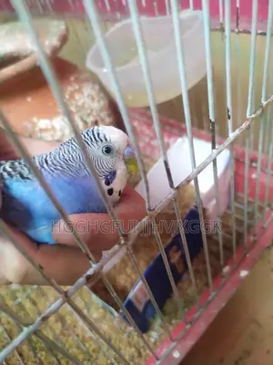 Blue Male Budgie