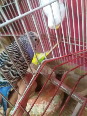Blue Male Budgie