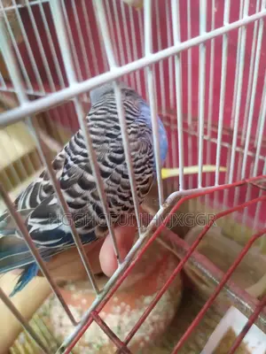 Blue Male Budgie