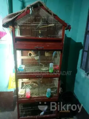 Birds for Sale