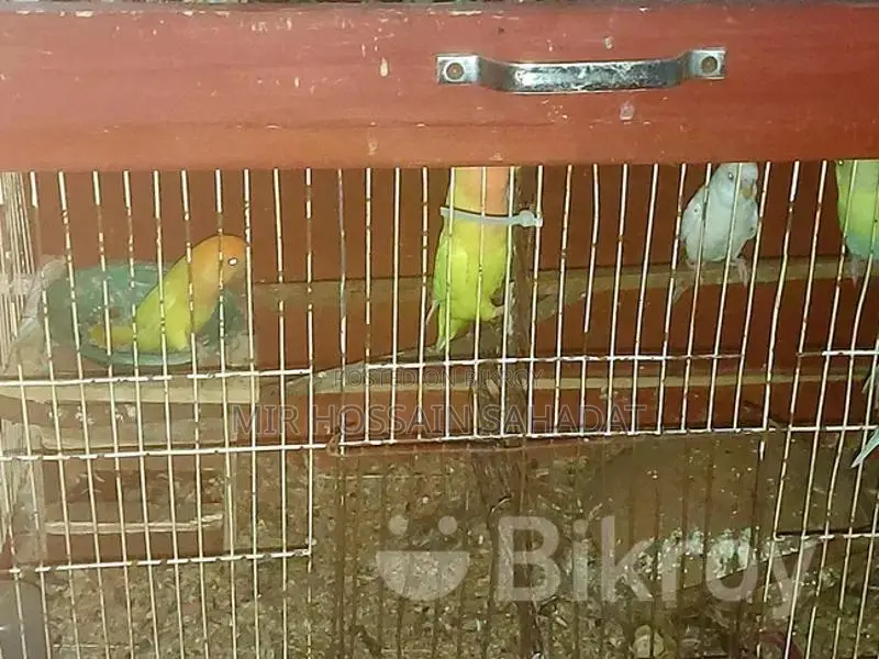 পাখি বিক্রির জন্য