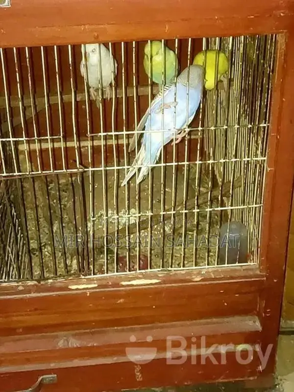 পাখি বিক্রির জন্য