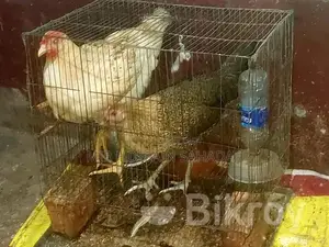 পাখি বিক্রির জন্য