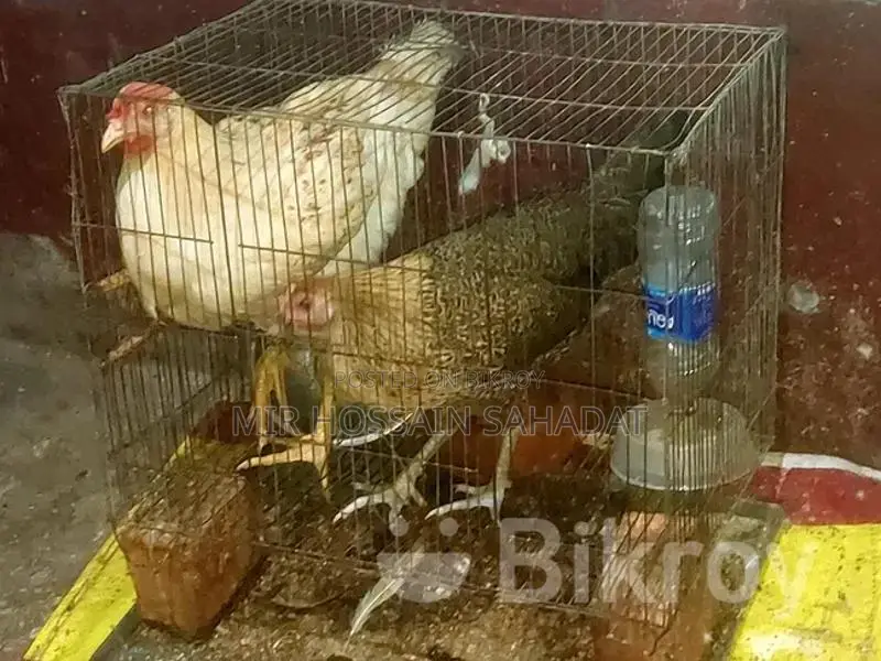 পাখি বিক্রির জন্য